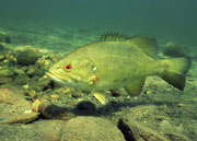 041103_smallmouth_bass.jpg