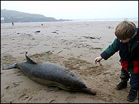BBCNEWS_dolphin2_gpeace_203.jpg