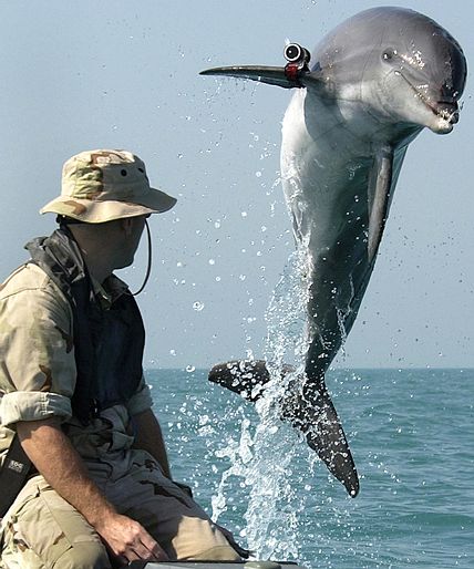 Flipper, KILL.