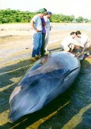 Oceannoisebeachedwhale.jpg