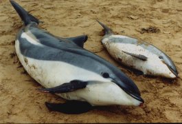 STRANDEDmum&babywsdolphins.jpg