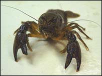 _39110140_crayfish203.jpg