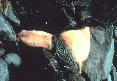pp1b814706.jpg