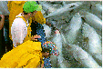 pp501926b6.gif