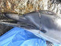 dead the live stranded dolphin