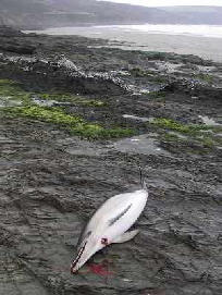 Young female Common Dolphin 3