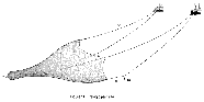 ppbce2ba45.gif