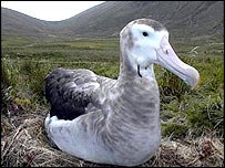 albatross_hook_inthroat.jpg