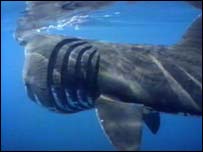 bbc_39269763_basking_shark_203.jpg