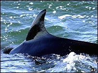 bbc_whale_body_ap1_19aug2003.jpg