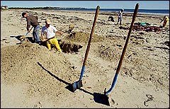 beakedwhaleburialpit.jpg