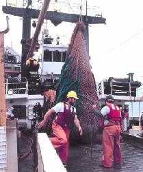 bottomtrawlerscandopermanentdamagetohabitats.jpg