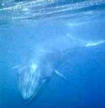 brydeswhale_cetacea.jpg