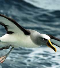 buller'salbatross.jpg