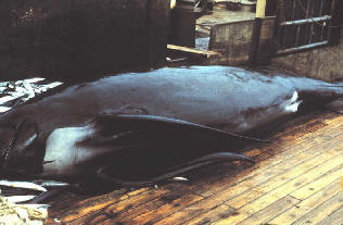 bycaughtlfpwhaleondecknoaa.jpg