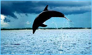 cbbc_39957669_dolphins.jpg