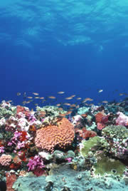 coral_180naturescienceupdate.jpg