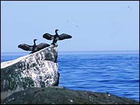 cormorant_wwf_203.jpg