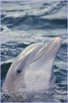 cp_website_image_dolphin.jpg