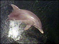 dolphin_bbc_2203.jpg