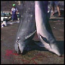 eiajapdolphinhunts.jpg