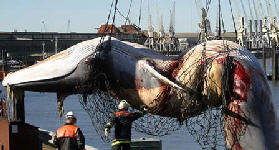 finbackwhaleliftedfromharbour.jpg