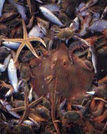 fishbycatch.jpg