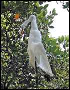 greatwhiteegretn-birdwire02_d.jpg