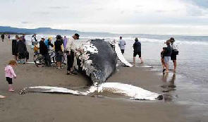 humpbackbeachburial2.jpg