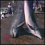 japaese_dolphin_hunts_eia.jpg
