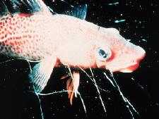juvenilecodfishcaughtinagillnet.jpg