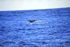 khwhale1.jpg