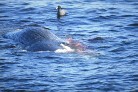 khwhale4.jpg