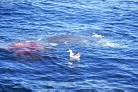 khwhale5.jpg
