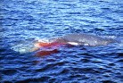 khwhale6.jpg
