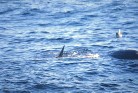 khwhale7.jpg