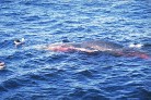 khwhale8.jpg