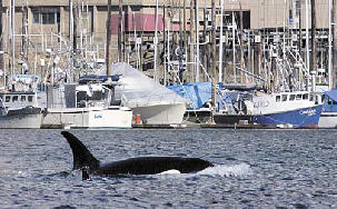 killerwhalechannelorca.jpg