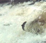 leapingsalmonseariver.jpg