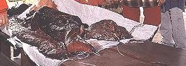 mundoazuljuneph6.jpg