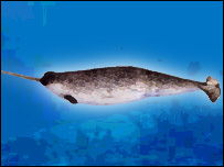 narwhal2_203_39995961_.jpg