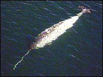 narwhal_bbc_203__39989345_.jpg