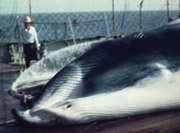 newwhaleidentifiedwhaleshimizu.jpg