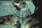 noaafursealentanglement3.jpg