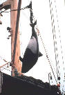 noaamarinemammals-entanglement-3.jpg