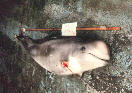 noaapuncturedmarinemammal.jpg