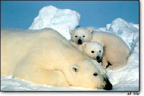 polarbears_miguellanos.jpg