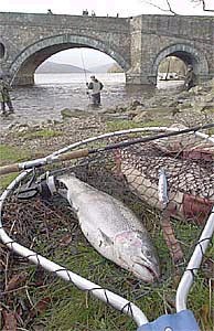 salmoninlandingnet.jpg