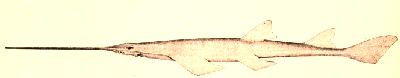 sawfish18fnoaa.jpg