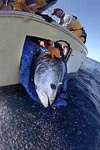 scientistsreleaseagiantatlanticbluefintuna.jpg